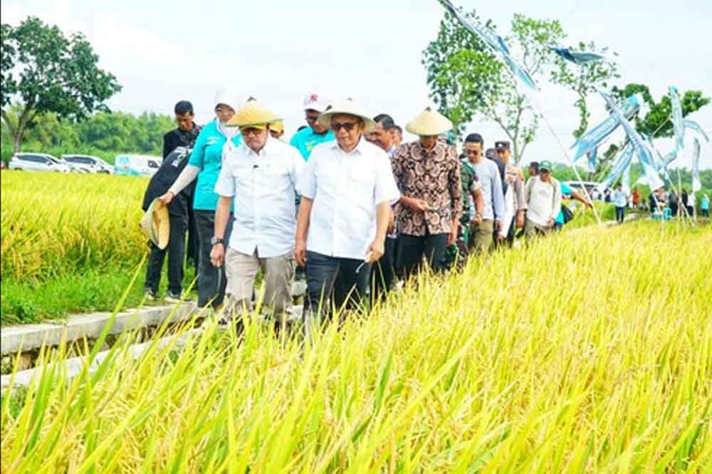 Luar Biasa! Desa Bumiharjo Cetak Rekor Panen Padi 10,28 Ton Per Hektare
